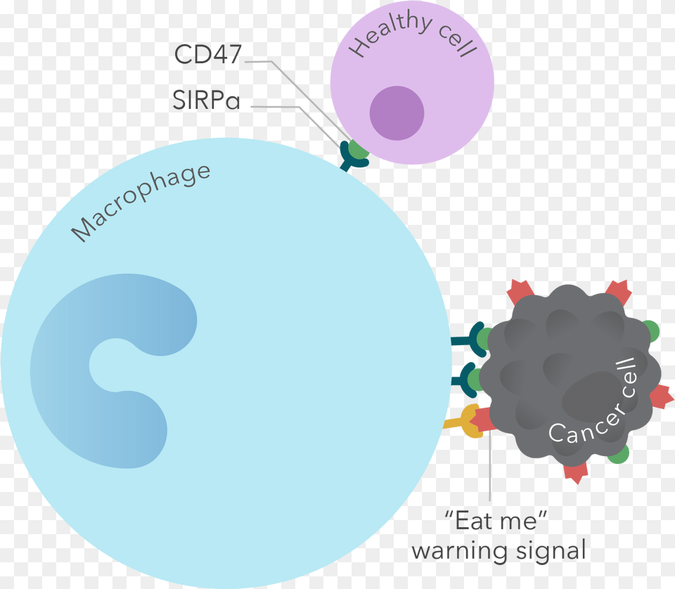 Cancer Cells Abuse A Don39t Eat Me Signal Called, Sphere, Astronomy, Moon, Nature Free Png