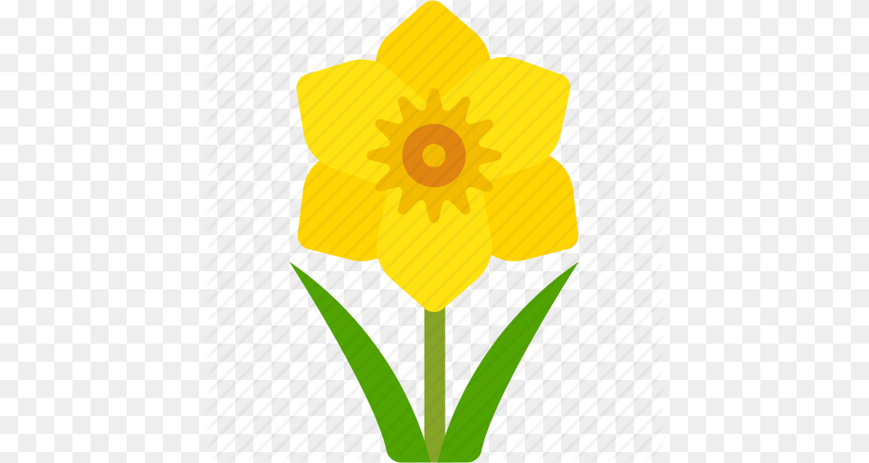 Cancer Daffodil Floral Florist Flower Nature Icon, Plant Free Png Download