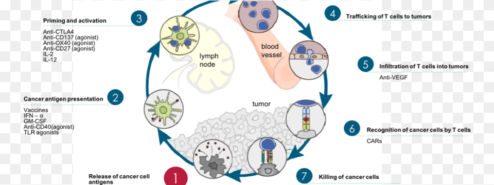 Cancer Immunity Cycle Therapy Targets Cancer Vaccine Immune Cycle, Chart, Plot, Diagram Png