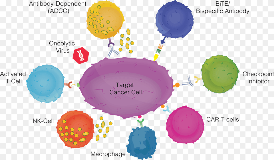 Cancer Immunotherapy, Sphere, Balloon, Plate Png
