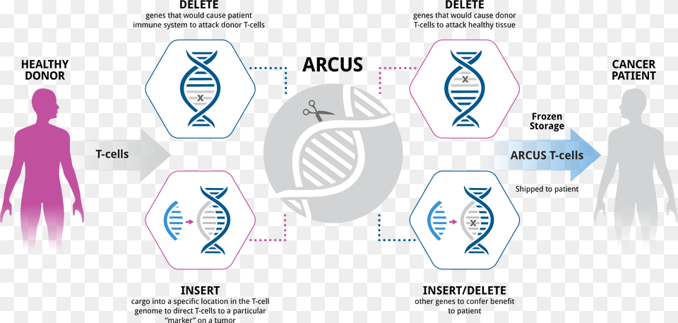 Cancer Immunotherapy Illustration Rev2 Car T, Adult, Male, Man, Person Free Transparent Png