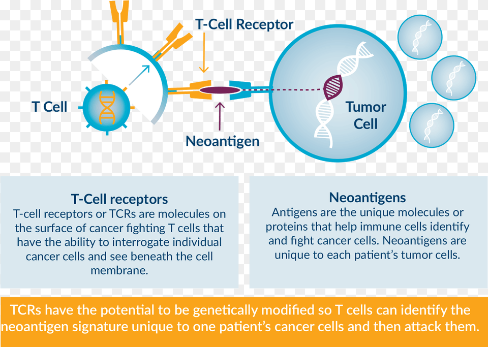 Cancer Neoantigen, Nature, Night, Outdoors, Advertisement Free Png Download