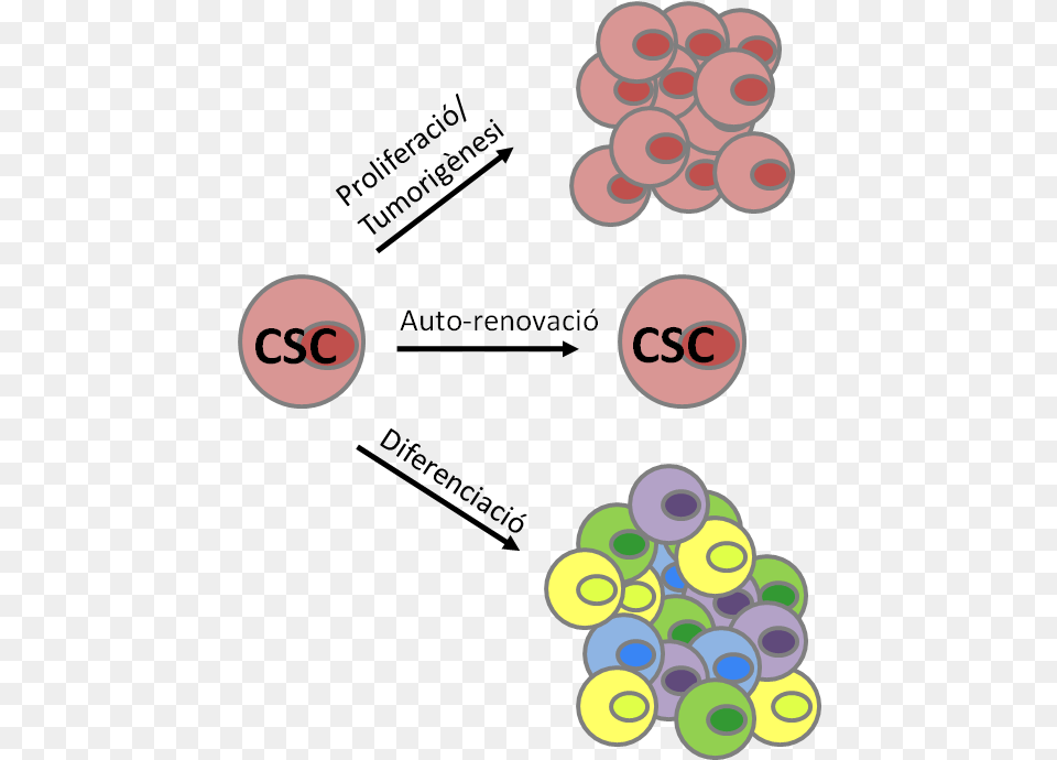 Cancer Stem Cells Cancer Stem Cell Characteristics, Art, Graphics, Food, Fruit Png Image