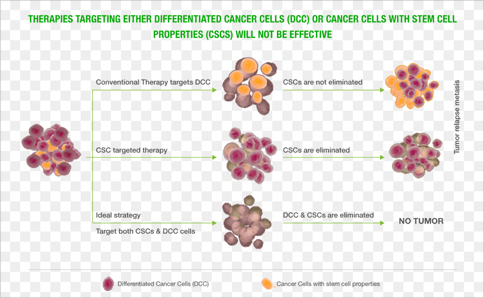 Cancer Stem Cells Floral Design, Flower, Petal, Plant Png Image