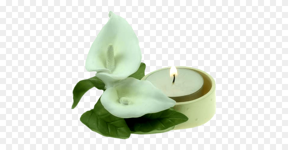 Candle Arum Lily Flower Clip Art, Plant Free Transparent Png