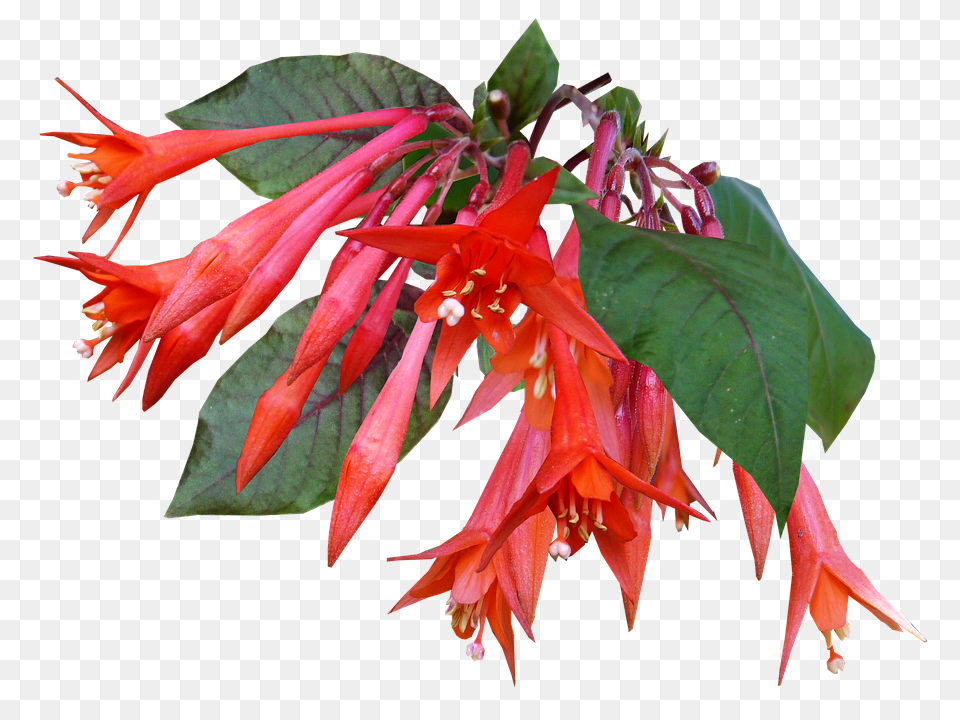 Candle Fuchsia Acanthaceae, Flower, Plant, Petal Png
