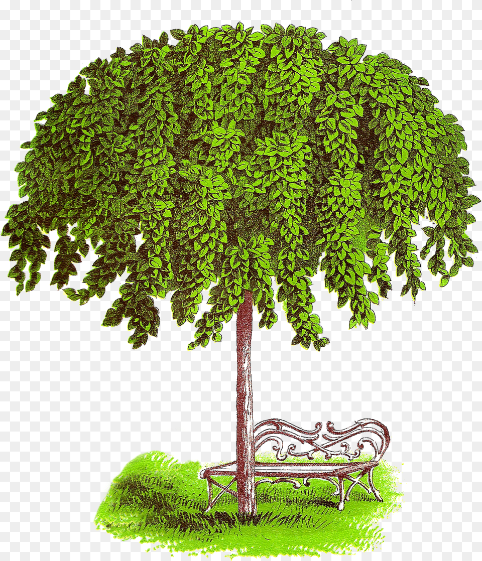 Candlenut Tree Clipart, Plant, Bench, Furniture, Green Free Png