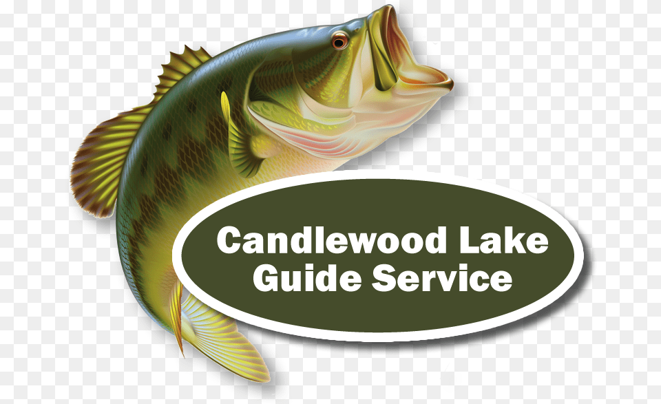 Candlewood Lake Bass Fishing Guide Fish Jumping Out Of Water Clipart, Animal, Sea Life, Perch Free Png