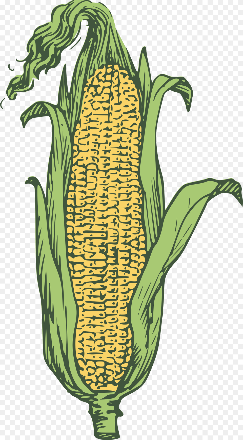 Candy Corn Corn On The Cob Popcorn Maize Ear Grain As Big As A Hen39s Egg, Food, Plant, Produce Png Image