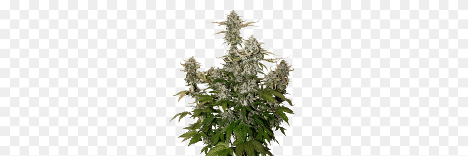 Candy Dawg Auto Autoflowering Cannabis, Leaf, Plant, Hemp, Flower Png Image