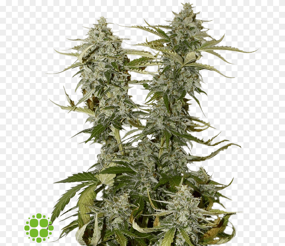 Candy Dawg Kush, Grass, Plant, Hemp, Weed Free Png Download