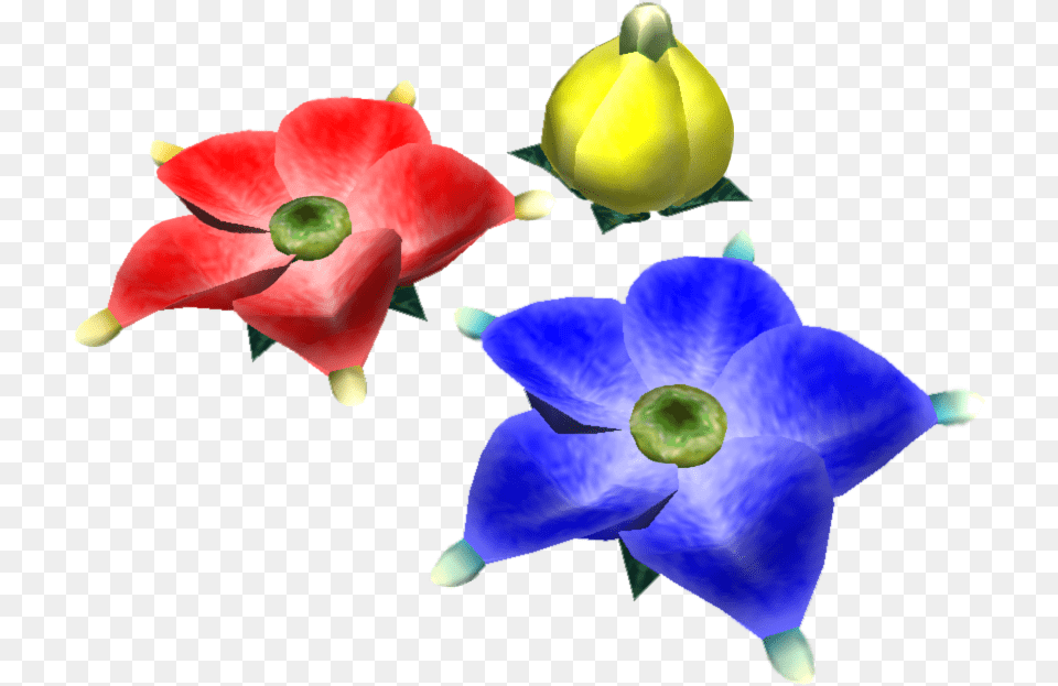Candypop Bud, Anemone, Flower, Petal, Plant Png