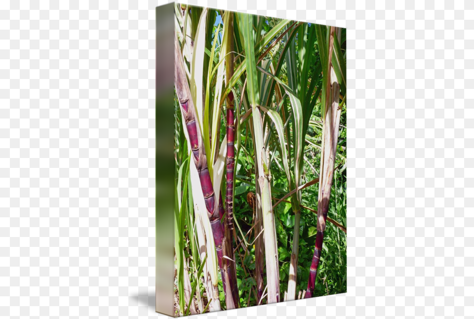 Cane Drawing Sugarcane Stem Transparent Grass, Stick, Plant, Vegetation Free Png
