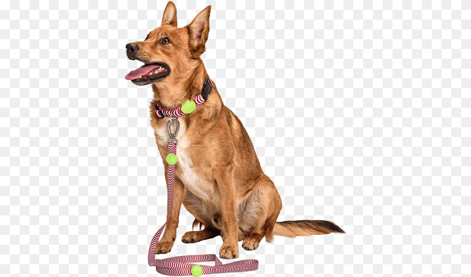 Cane Guinzaglio, Accessories, Strap, Animal, Canine Png Image