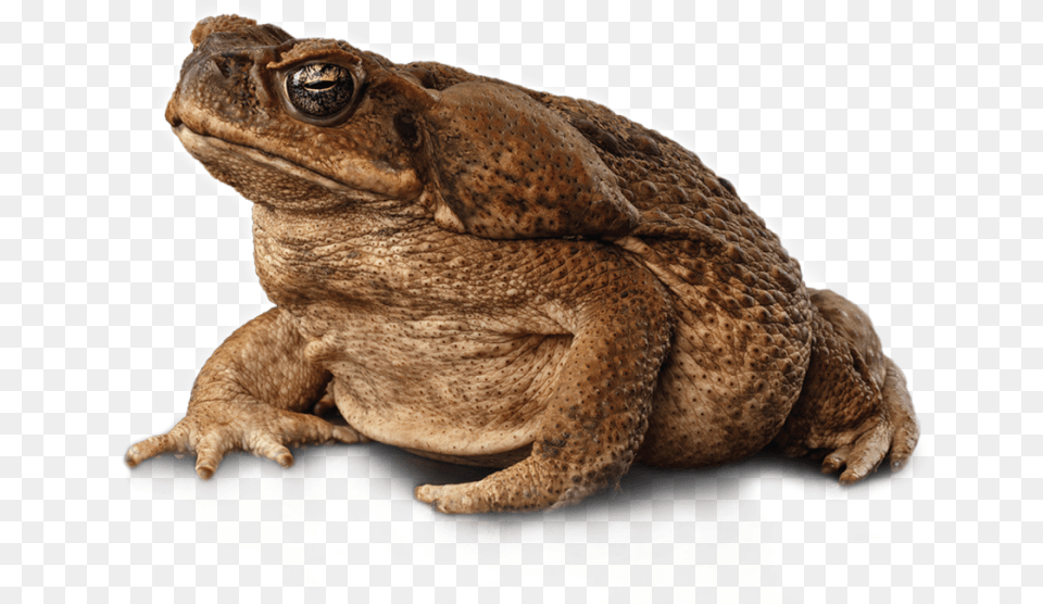 Cane Toad, Animal, Lizard, Reptile, Wildlife Png