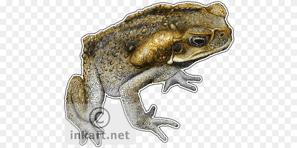 Cane Toad Decal Cane Toad With Animal, Lizard, Reptile, Wildlife Free Transparent Png