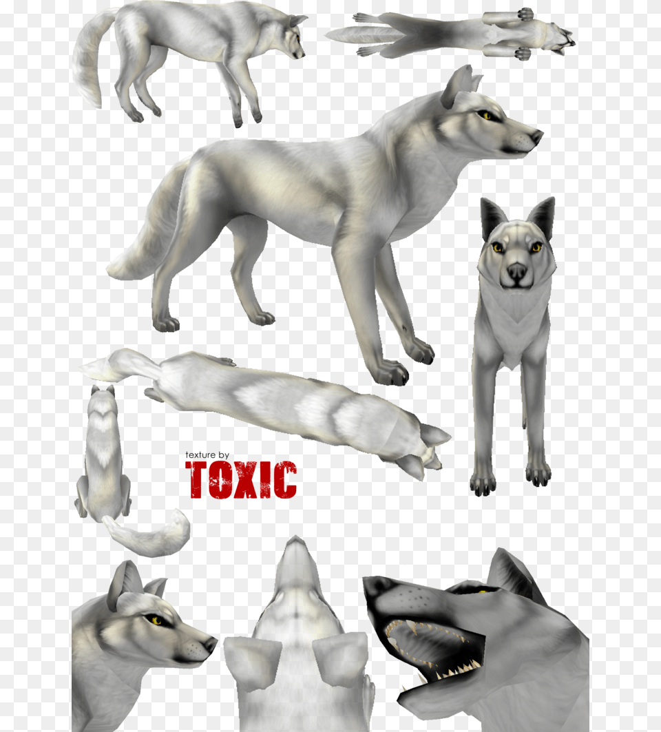 Canine Texture Free By Toxic Red Wolf Feral Heart Preset Textures, Animal, Dog, Mammal, Pet Png Image