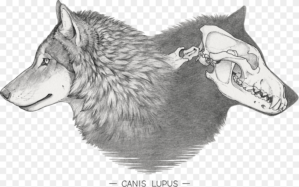 Canis Lupus Sketch, Animal, Mammal, Wolf, Cat Free Png