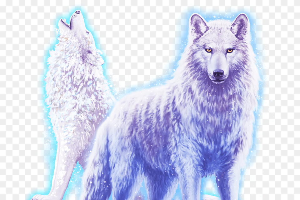 Canis Lupus Tundrarum, Animal, Bear, Canine, Dog Free Transparent Png