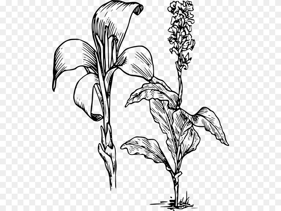 Canna Indica Flower Drawing Download Lily Clipart, Gray Free Png