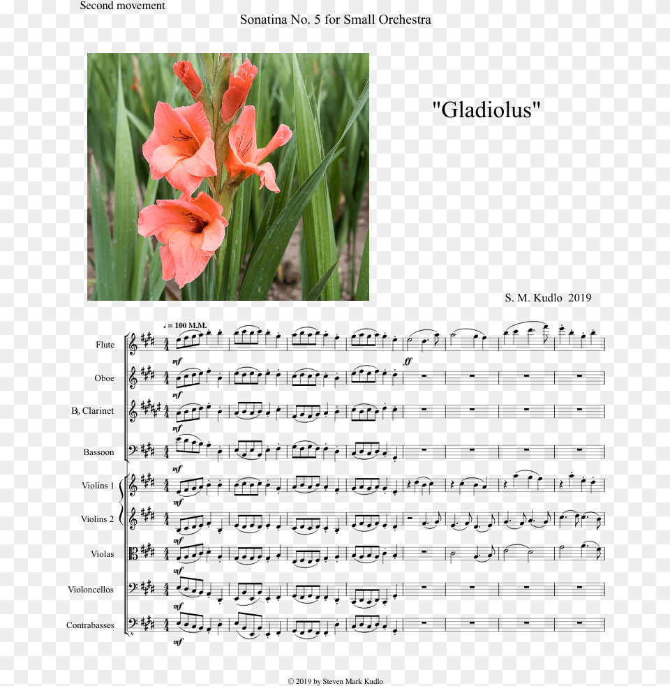 Canna Lily, Flower, Plant, Petal, Gladiolus Png Image