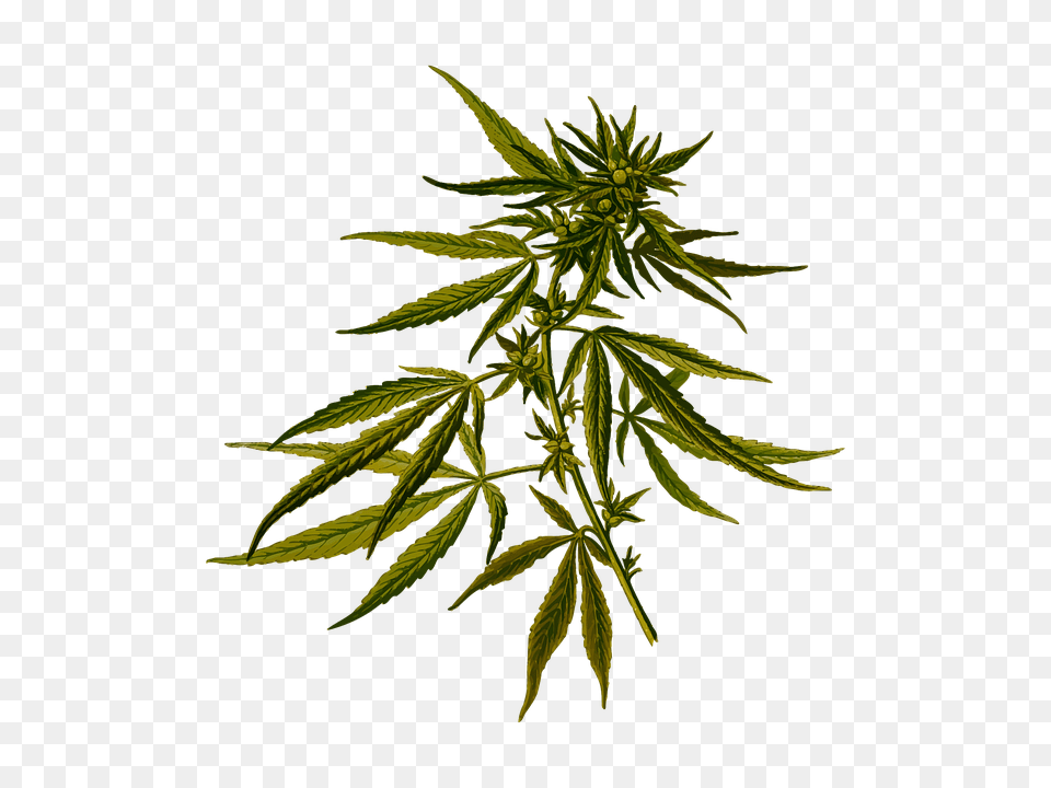 Cannabis, Hemp, Leaf, Plant, Weed Free Transparent Png