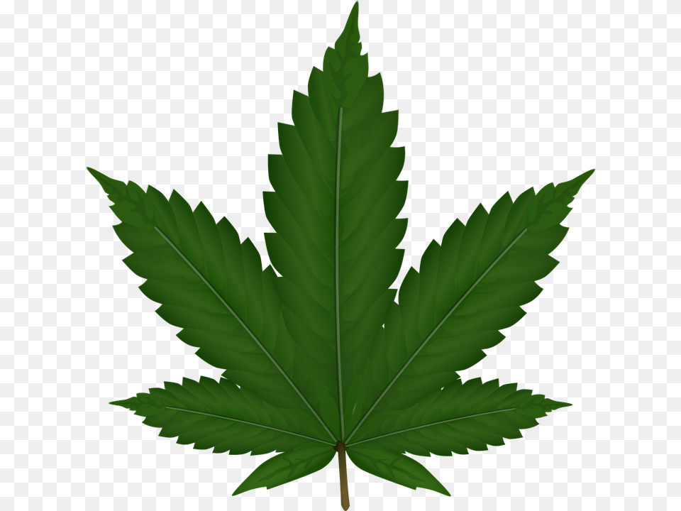 Cannabis, Leaf, Plant, Tree, Maple Png
