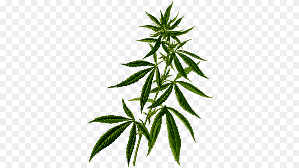 Cannabis, Leaf, Plant, Hemp Free Png