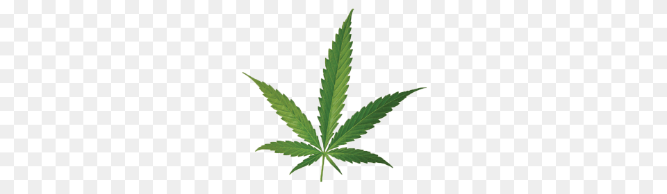 Cannabis, Leaf, Plant, Weed, Hemp Png