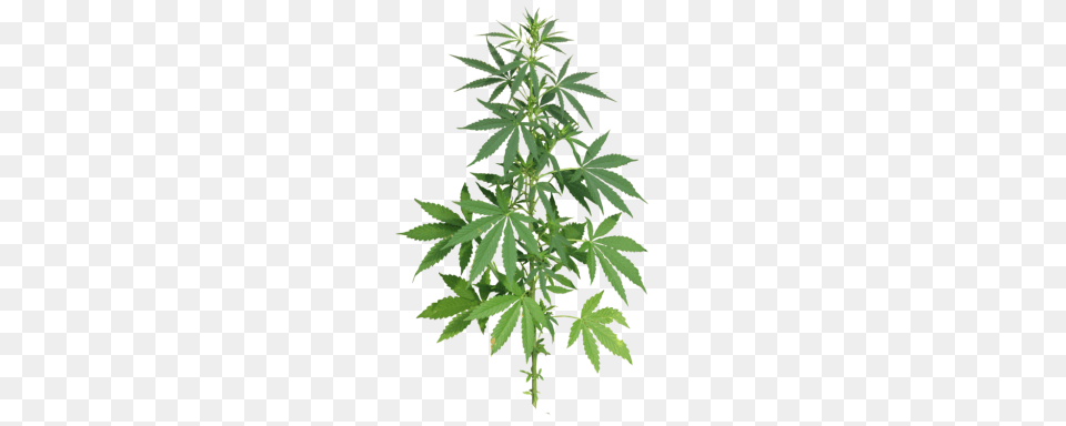 Cannabis, Leaf, Plant, Hemp, Herbal Png