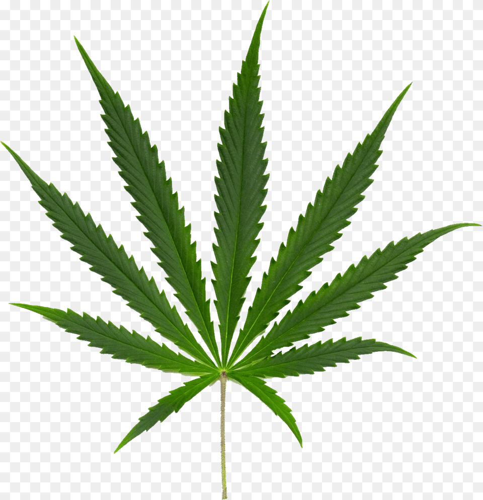 Cannabis, Leaf, Plant, Weed, Hemp Free Png