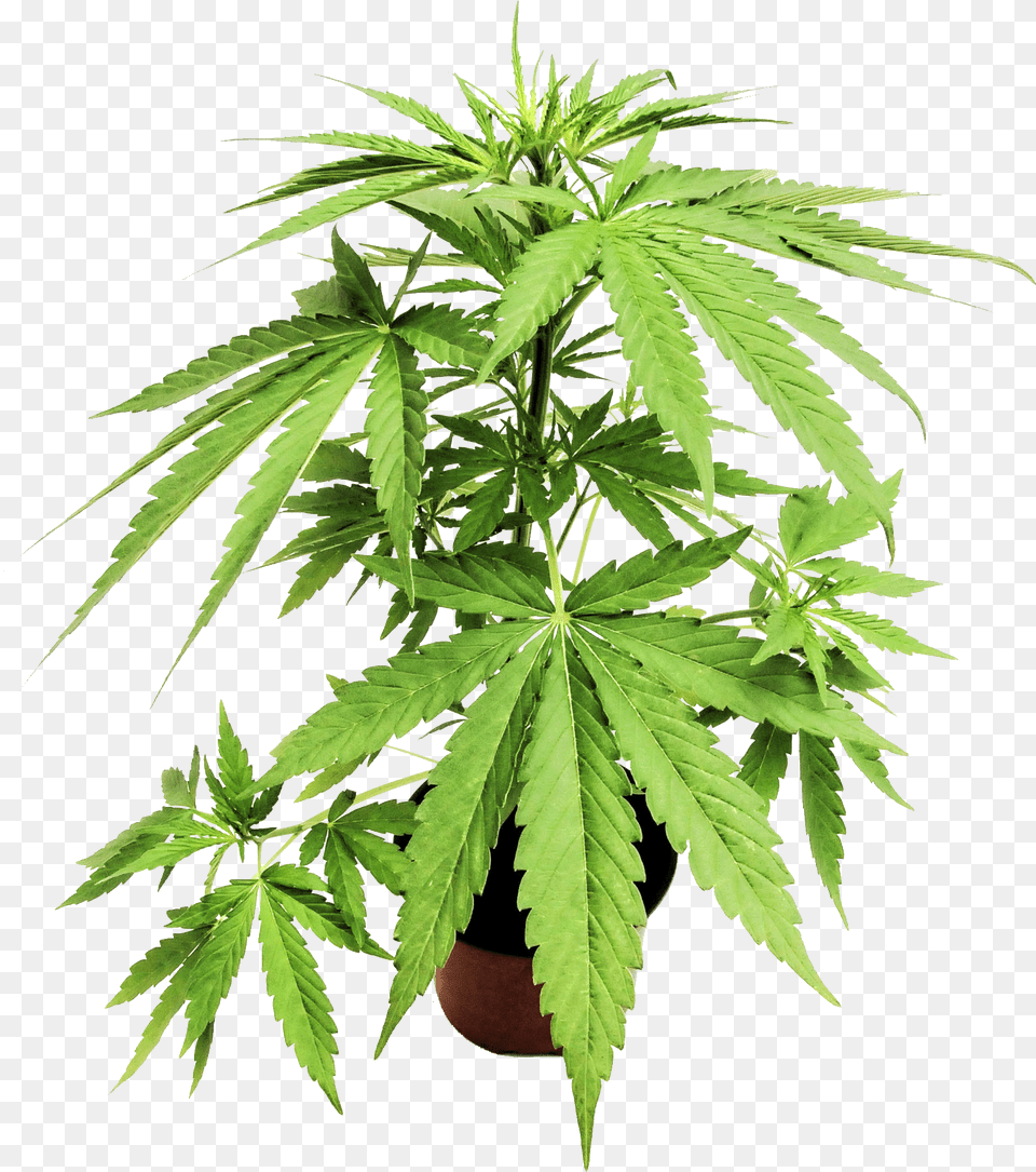 Cannabis, Hemp, Plant, Leaf Png