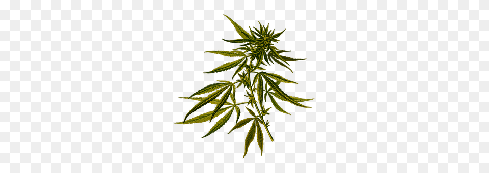 Cannabis Plant, Hemp, Leaf, Tree Png