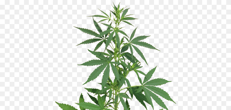 Cannabis, Hemp, Plant, Leaf, Vegetation Free Png