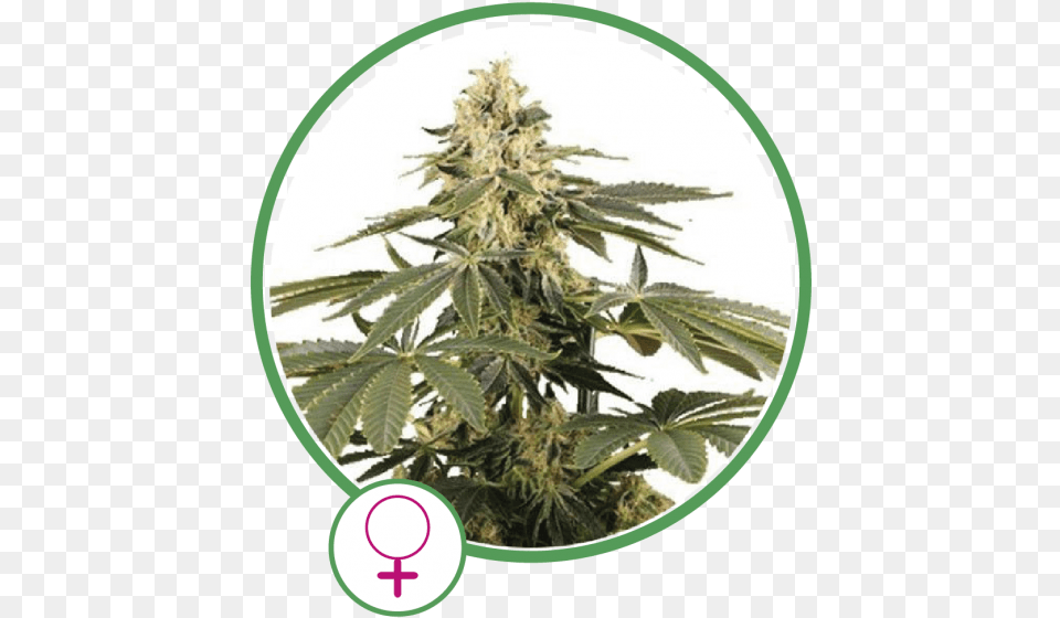 Cannabis, Hemp, Plant, Leaf Png Image