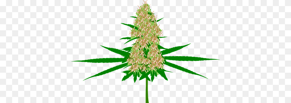 Cannabis Plant, Tree, Christmas, Christmas Decorations Png