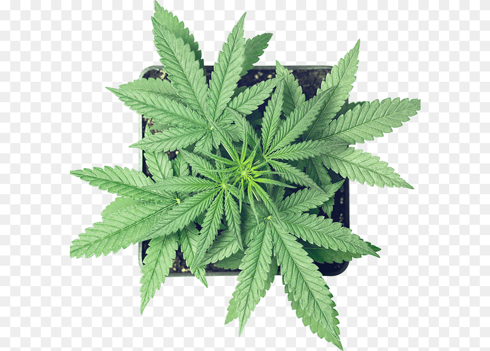 Cannabis, Hemp, Plant, Leaf, Weed Png Image