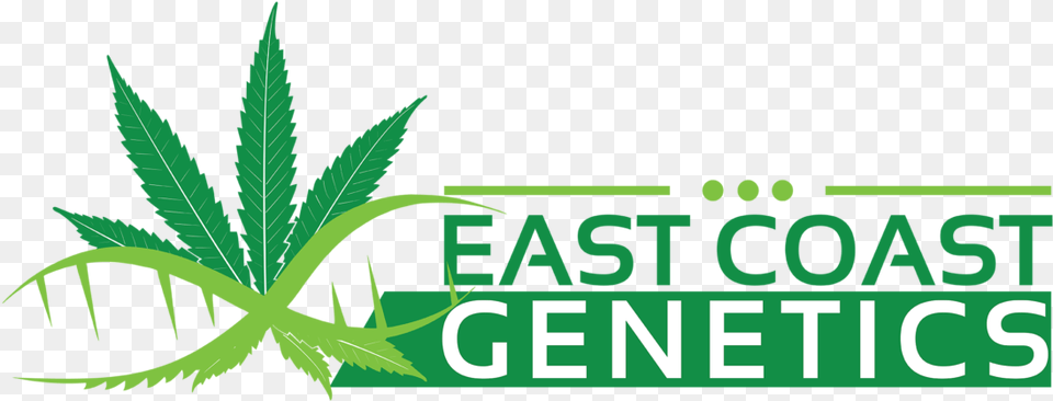 Cannabis, Plant, Weed, Leaf, Hemp Png