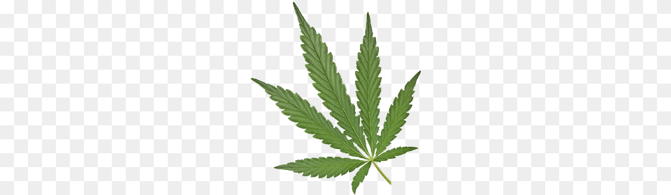 Cannabis, Leaf, Plant, Hemp, Weed Free Png