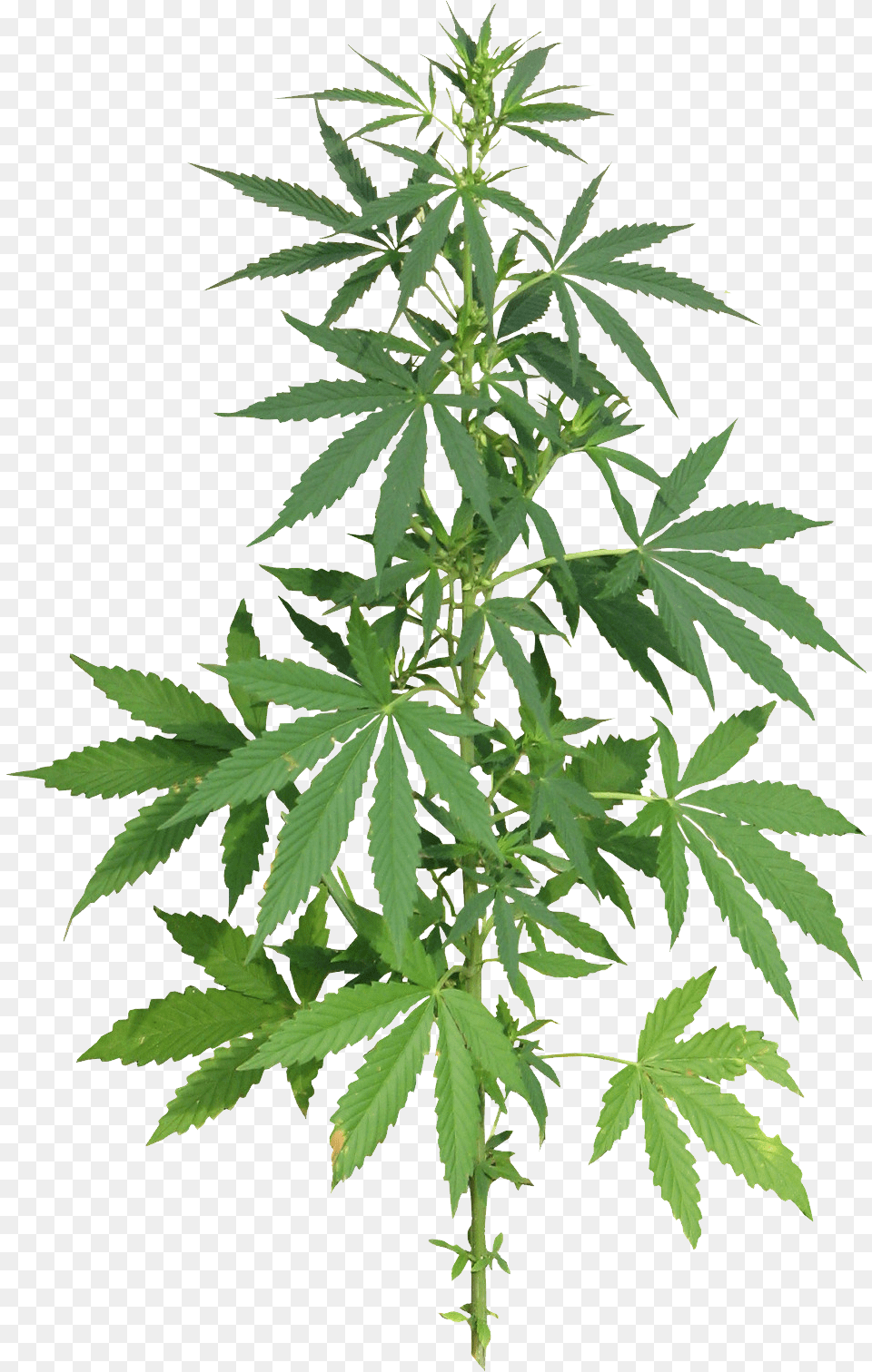 Cannabis, Hemp, Leaf, Plant, Herbal Png