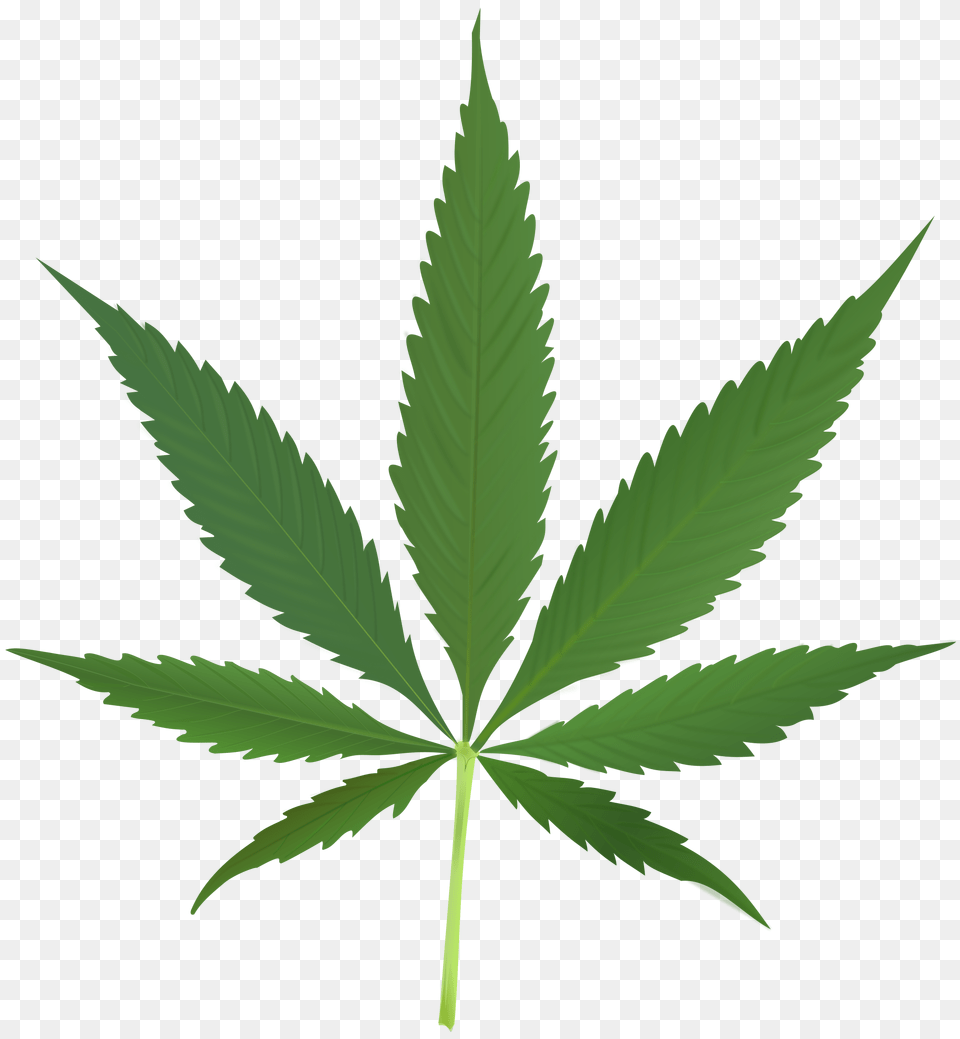 Cannabis, Leaf, Plant, Weed, Hemp Png Image