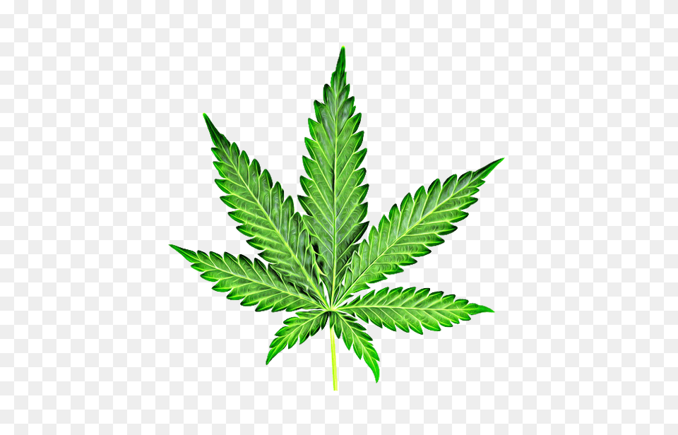 Cannabis, Leaf, Plant, Hemp, Herbal Png Image