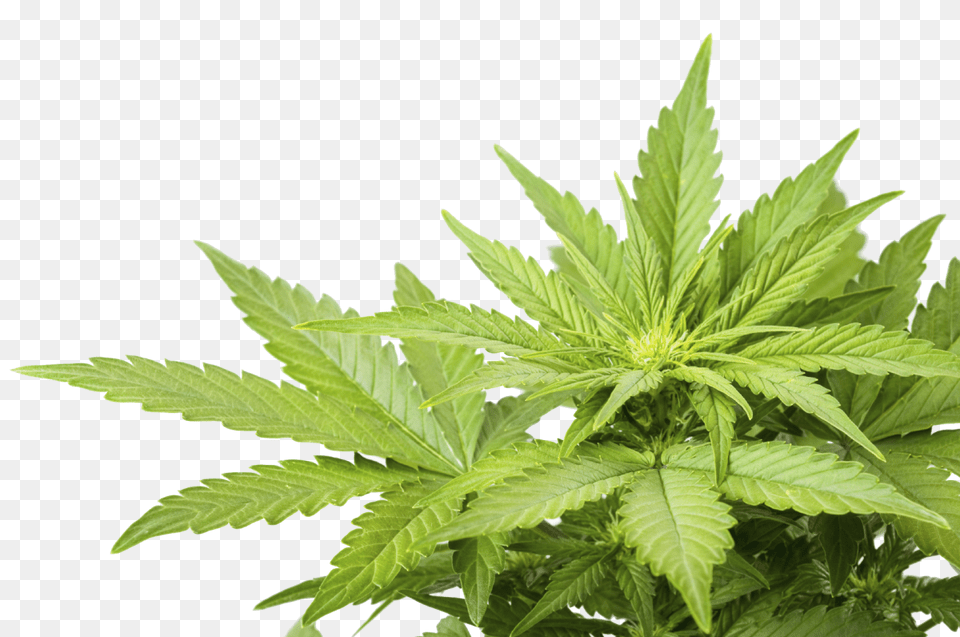 Cannabis, Hemp, Leaf, Plant Free Png