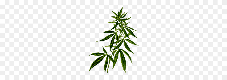 Cannabis Green, Leaf, Plant, Tree Free Png