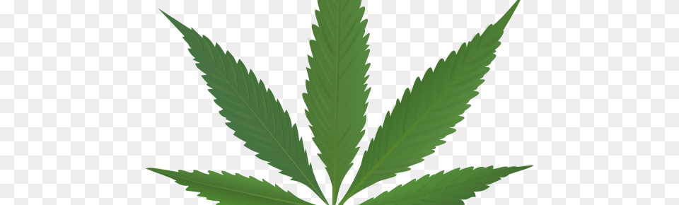 Cannabis, Leaf, Plant, Weed, Hemp Png Image