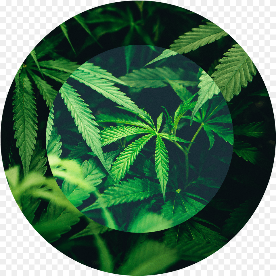 Cannabis, Leaf, Plant, Weed, Vegetation Free Transparent Png