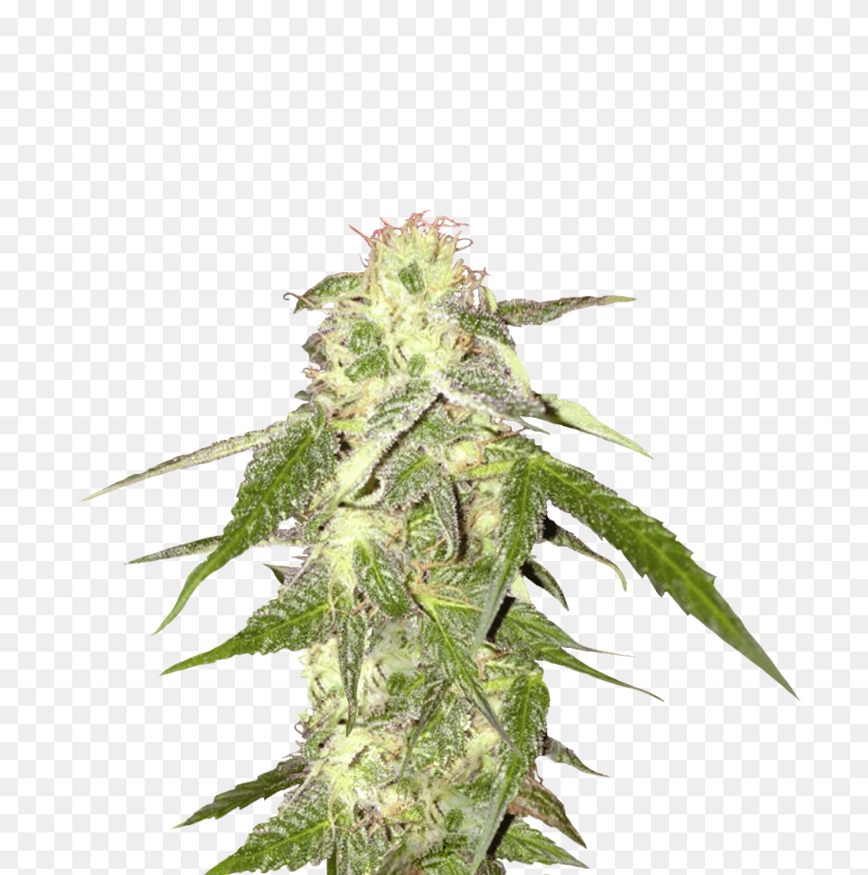 Cannabis, Plant, Hemp, Leaf, Grass Free Png Download
