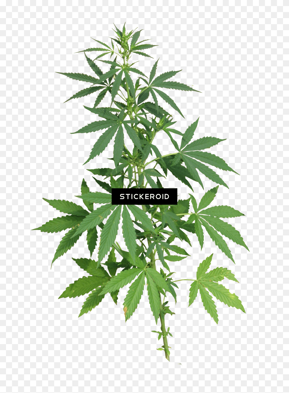 Cannabis, Hemp, Herbal, Herbs, Plant Free Transparent Png