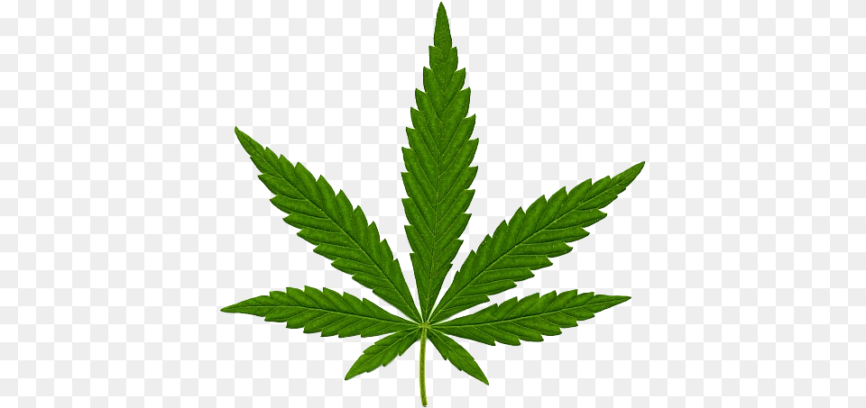 Cannabis, Leaf, Plant, Weed, Hemp Free Png