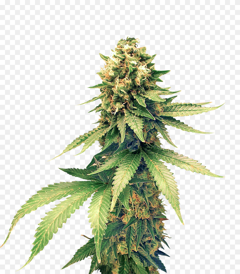 Cannabis, Plant, Hemp, Leaf, Weed Free Transparent Png